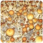 Псилоцибиновые (галлюциногенные)  грибы Psilocybin "Golden Teacher" в Елизаветинской