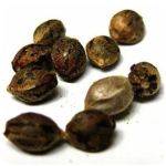 Семена марихуаны АК-47  (Seeds AK-47) в Елизаветинской